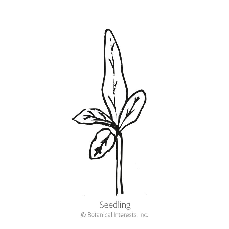 Line drawing of a young seedling with a tall pointed upper leaf and three smaller lance-shaped leaves branching below, labeled 