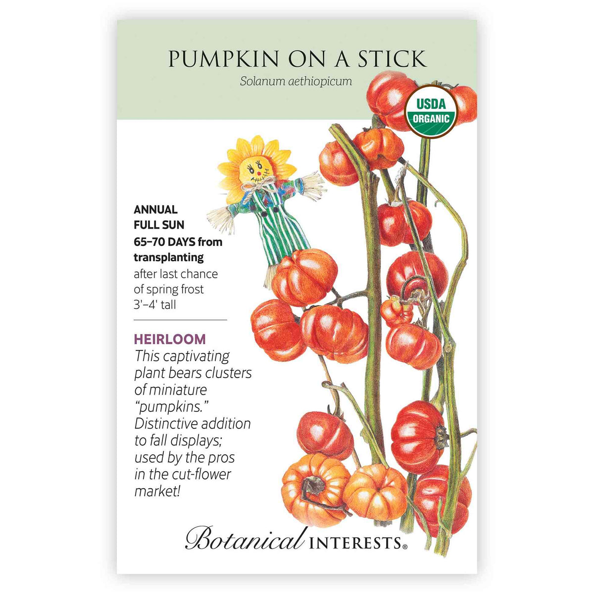 Botanical Interests seed packet for organic heirloom Pumpkin on a Stick, illustrated with clusters of ridged orange and red miniature pumpkins on tall stems, plus a small scarecrow figure, with printed text noting it's an annual, full sun, 65-70 days from transplanting, growing 3-4 feet tall.