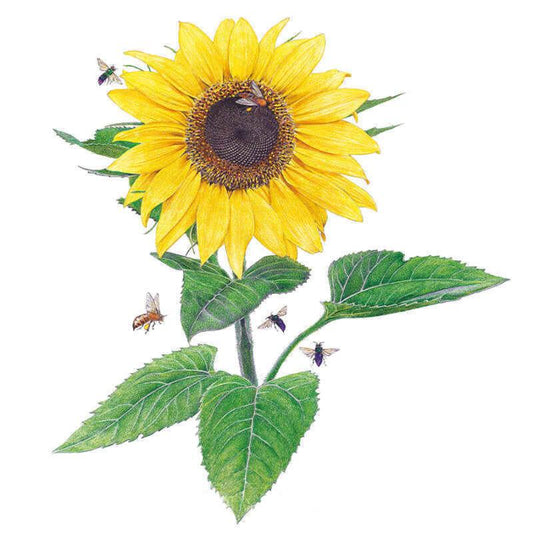 Botanical illustration of a Lemon Queen sunflower with pale yellow petals and a dark brown centre, several bees hovering around and landing on the flower head amid serrated green leaves.