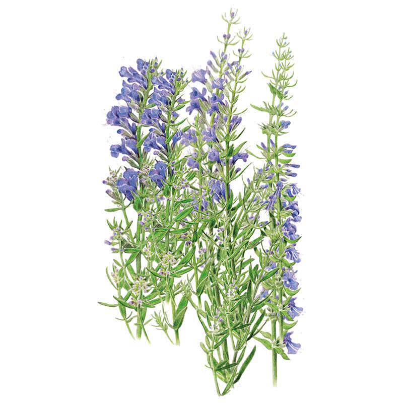 Botanical illustration of true hyssop showing several upright stems with narrow green leaves and slender spikes of small blue-purple flowers, set against a plain white background.