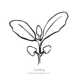 Simple black-and-white line drawing of a seedling showing rounded cotyledon leaves at the base and two larger true leaves above, labeled 