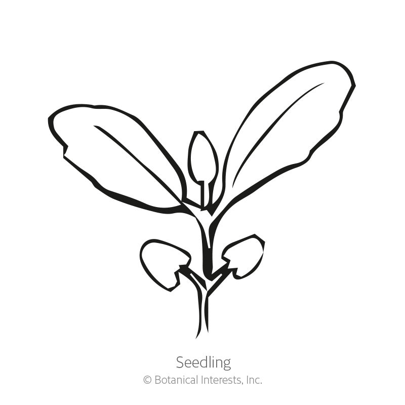 Simple black-and-white line drawing of a seedling showing rounded cotyledon leaves at the base and two larger true leaves above, labeled 
