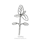 Line drawing of a young sunflower seedling with a pair of oval lower cotyledon leaves and a larger pointed true leaf above, labeled 