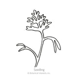 Black and white line art illustration of a young California poppy seedling with delicate, deeply lobed leaves, labeled 