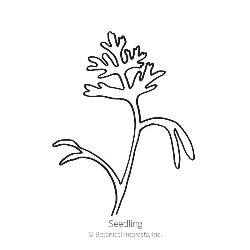 Black and white line art illustration of a young California poppy seedling with delicate, deeply lobed leaves, labeled 