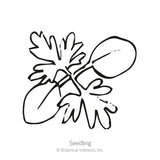 Black and white line drawing of a young larkspur seedling with rounded seed leaves and a lobed true leaf, labeled 