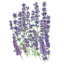 Botanical illustration of Munstead lavender showing several upright green stems topped with dense purple-blue flower spikes above narrow, slender leaves, set against a plain white background.