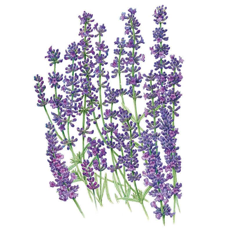 Botanical illustration of Munstead lavender showing several upright green stems topped with dense purple-blue flower spikes above narrow, slender leaves, set against a plain white background.