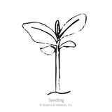 Black and white line drawing of a young seedling with a slender stem and two pairs of broad, tapering leaves, labeled 