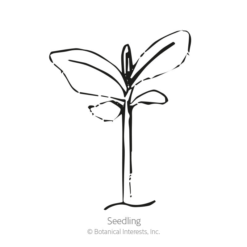 Black and white line drawing of a young seedling with a slender stem and two pairs of broad, tapering leaves, labeled 