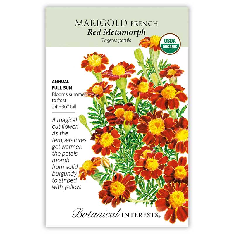 Seed packet for Red Metamorph French Marigold, USDA Organic, illustrated with burgundy and yellow-striped daisy-like blooms and ferny foliage, with text noting it's a full-sun annual, 24–36 inches tall, blooming summer to frost, with petals that morph from solid burgundy to yellow-striped as temperatures warm.