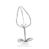 Line drawing of a purple coneflower seedling showing two rounded oval cotyledons at the base and a single tall, pointed true leaf on a slender stem, labeled 
