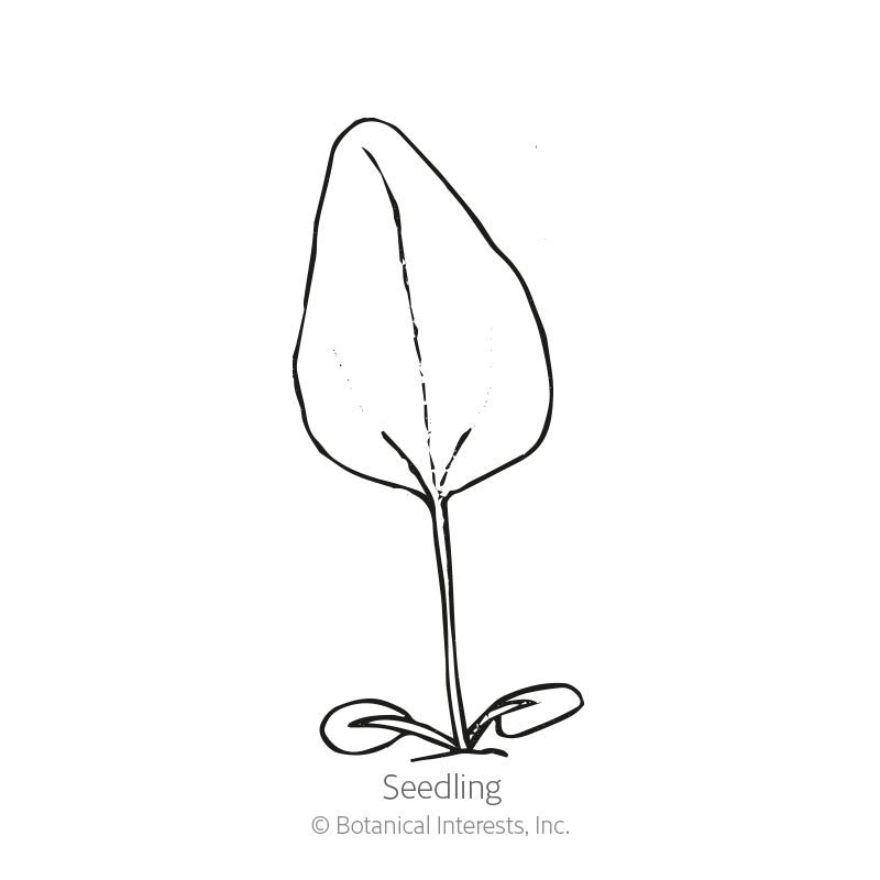 Line drawing of a purple coneflower seedling showing two rounded oval cotyledons at the base and a single tall, pointed true leaf on a slender stem, labeled 