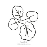 Line drawing of a hollyhock seedling showing four rounded, scalloped-edge leaves with visible veining on thin stems, labeled 
