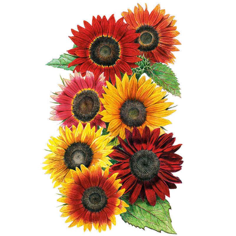 Botanical illustration of various brightly colored sunflowers—including yellow, orange, and deep red blooms—on a white background, for Heirloom Beauties Sunflower Seeds.