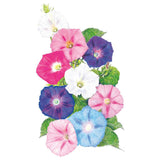 Botanical illustration of Pinwheel Blend morning glory showing trumpet-shaped flowers in white, deep pink, magenta, purple and light blue, clustered amid heart-shaped green leaves on a white background.