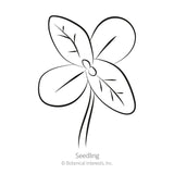 Black and white line art illustration of a zinnia seedling.