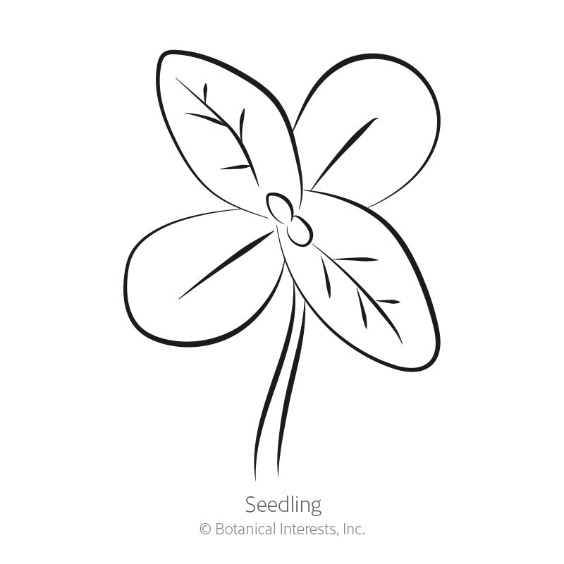 Line drawing of a young seedling with three rounded leaves branching from a slender stem, labeled 