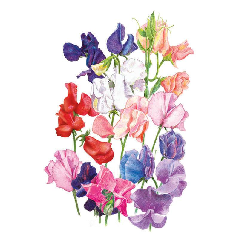 Botanical illustration of Mammoth Blend sweet pea flowers, showing ruffled blooms in deep purple, white, red, salmon, pink and blue-violet shades on slender green stems against a white background.