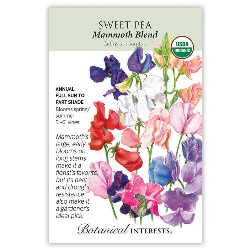 Seed packet for USDA Organic Sweet Pea Mammoth Blend, illustrated with an array of ruffled blooms in red, pink, purple, white, and blue on long stems, with text noting it's a full sun to part shade annual, 5'–6' vines, blooming spring/summer, prized for large early flowers and heat and drought resistance.