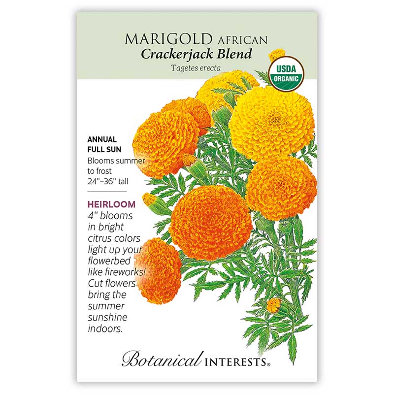 seed packet for Crackerjack African Marigold Seeds featuring a USDA Organic seal and botanical information and illustration of bright orange and yellow marigold blooms.