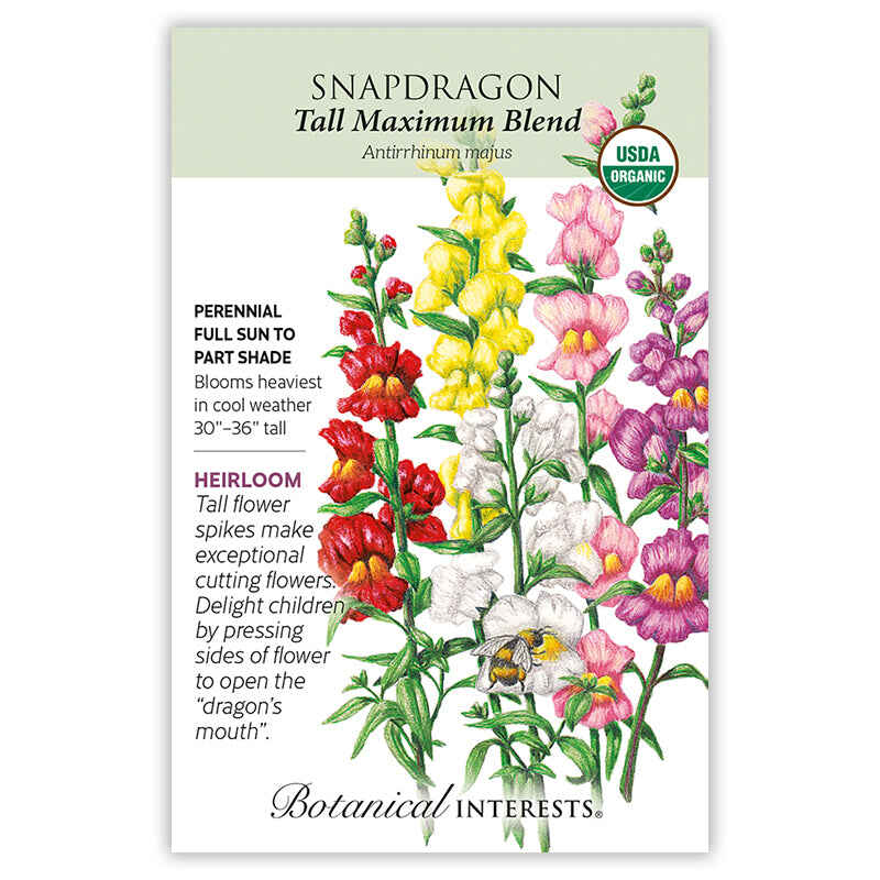 Front of an organic Botanical Interests seed packet for Tall Maximum Blend Snapdragon Seeds displaying a USDA Organic seal, heirloom description, and a botanical illustration of colorful tall snapdragon flower spikes with a bumblebee.