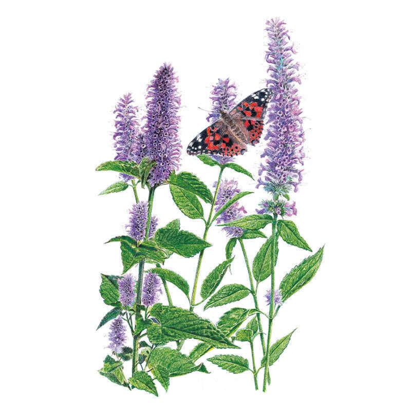 Shop All Herb Seeds