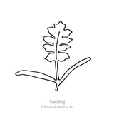 Line drawing of a young poppy seedling, showing two slender grass-like seed leaves at the base and one deeply lobed true leaf rising above, labeled 