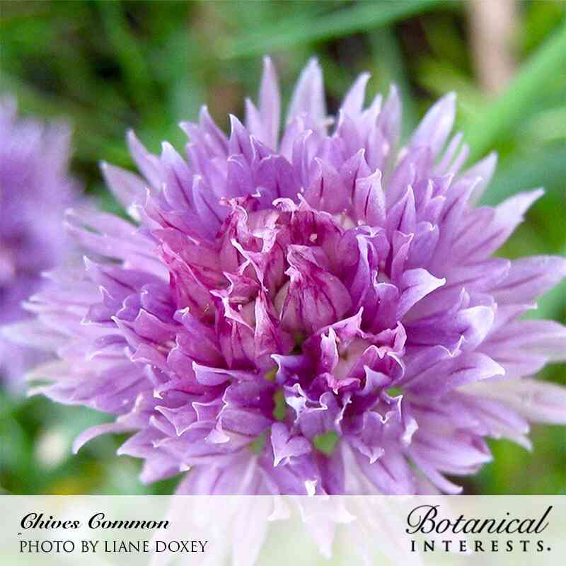 Macro shot of a vibrant purple chive blossom in full bloom, labeled "Chives Common / Photo by Liane Doxey" and "Botanical Interests" for Common Chives Seeds.