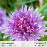 Macro shot of a vibrant purple chive blossom in full bloom, labeled 