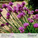 Close-up photo of vibrant purple chive flowers in full bloom among green stems in a garden, labeled 