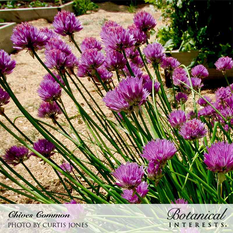 Close-up photo of vibrant purple chive flowers in full bloom among green stems in a garden, labeled 