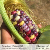 A hand pulls back green husk to reveal an ear of Painted Hill sweet corn with kernels in mottled shades of maroon, purple, cream, and yellow, golden silk still attached.