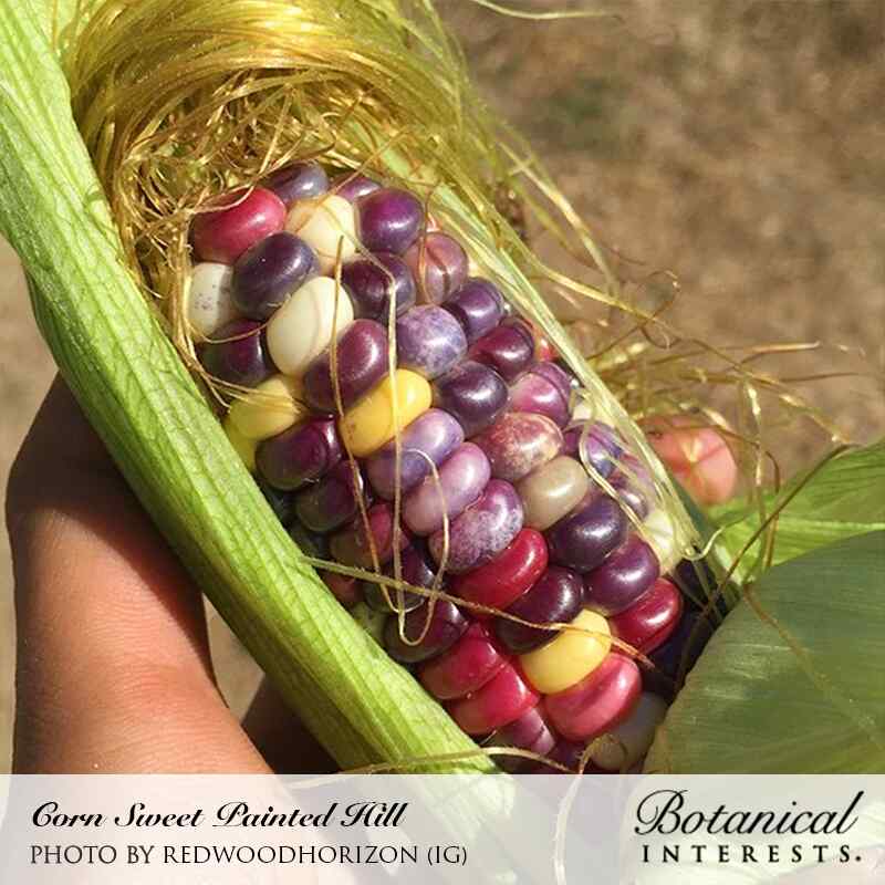 A hand pulls back green husk to reveal an ear of Painted Hill sweet corn with kernels in mottled shades of maroon, purple, cream, and yellow, golden silk still attached.