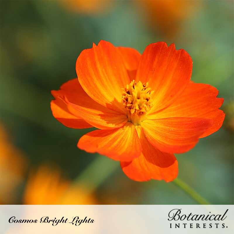 Close-up of a single orange Cosmos 