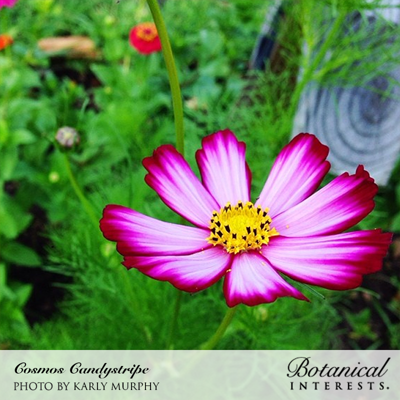 Close-up of a Cosmos Candystripe bloom with eight magenta-edged white petals streaked in deep pink surrounding a yellow center, set against a lush green garden backdrop with a red flower blurred behind.