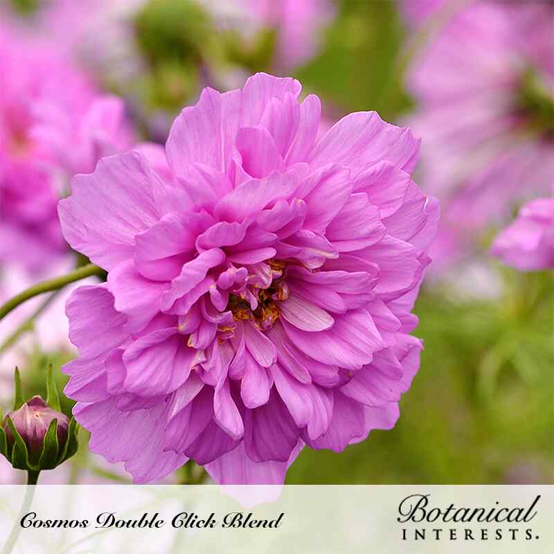 Close-up of a fully double, ruffled pink Cosmos 