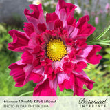 Close-up of a Double Click cosmos flower with ruffled, fluted magenta-pink petals surrounding a bright yellow center, set against a blurred green garden background; text credits the photo and labels the seed variety.