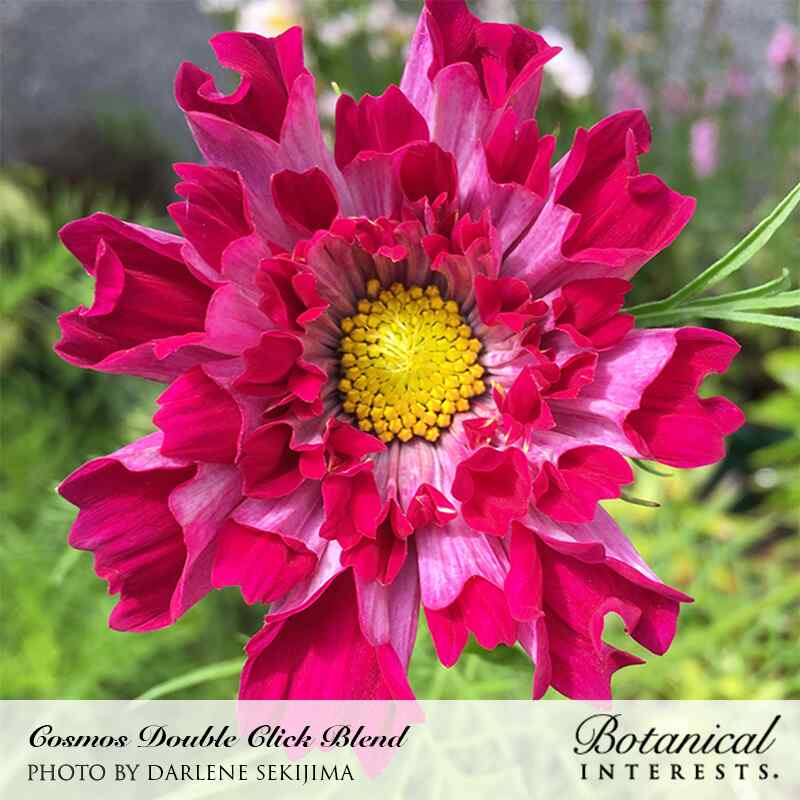 Close-up of a Double Click cosmos flower with ruffled, fluted magenta-pink petals surrounding a bright yellow center, set against a blurred green garden background; text credits the photo and labels the seed variety.