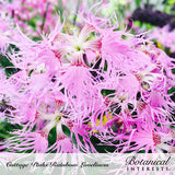 Cluster of Rainbow Loveliness cottage pinks in bloom, each pale pink flower deeply fringed into thread-like petals with a dark pink ring at the center, set against a softly blurred garden background; text names the variety and brand.