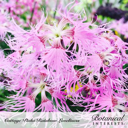 Cluster of Rainbow Loveliness cottage pinks in bloom, each pale pink flower deeply fringed into thread-like petals with a dark pink ring at the center, set against a softly blurred garden background; text names the variety and brand.