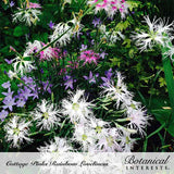 Cottage pinks in bloom with fringed, thread-like white and magenta petals clustered above narrow foliage, growing amid purple bellflowers in a lush green garden bed, labeled 