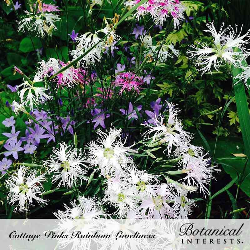 Cottage pinks in bloom with fringed, thread-like white and magenta petals clustered above narrow foliage, growing amid purple bellflowers in a lush green garden bed, labeled 