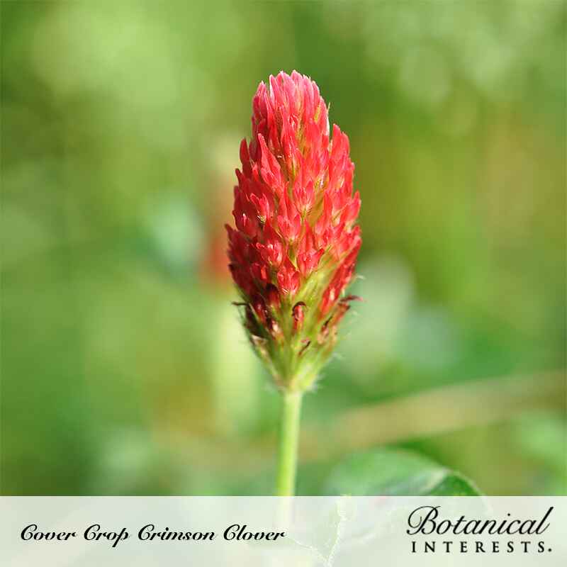 Close-up of a crimson clover cover crop, showing its elongated, cone-shaped flower head densely packed with tiny red blooms atop a fuzzy green stem, set against a softly blurred green field.