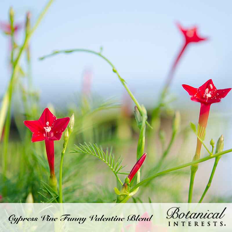 Star-shaped scarlet cypress vine flowers open on slender vines with feathery, fern-like foliage, with unopened buds and a soft blue sky blurred behind, labelled 