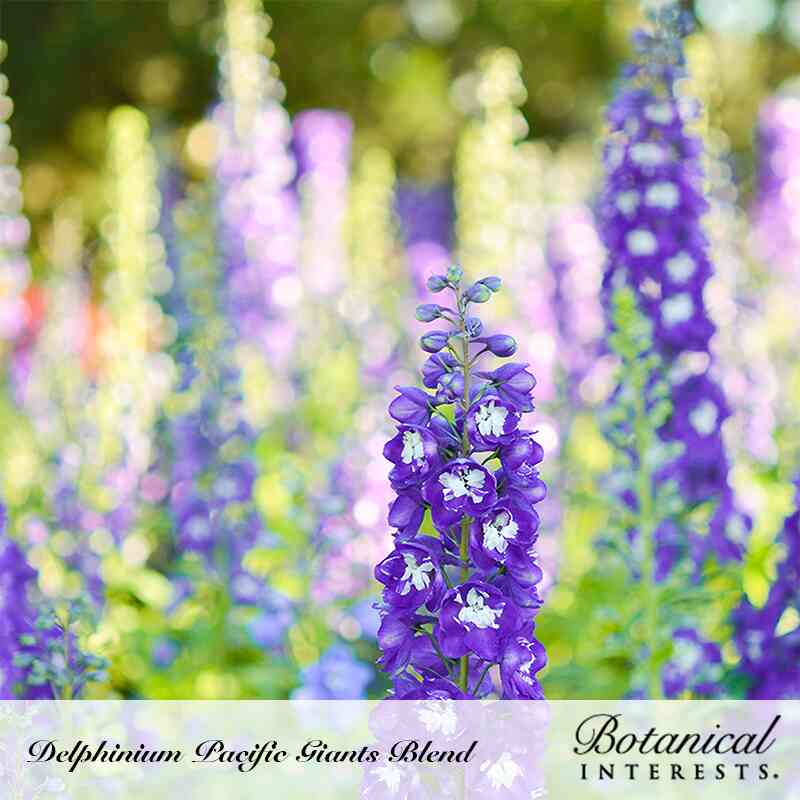 A tall deep-purple delphinium spike with white-eyed florets stands in sharp focus amid a soft blur of similar blue and lavender blooms, with text reading "Delphinium Pacific Giants Blend" and the Botanical Interests logo.
