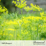 Close-up of flowering Bouquet Dill in the garden, its feathery green foliage supporting tall stems topped with bright yellow umbrella-shaped flower clusters, with text reading 