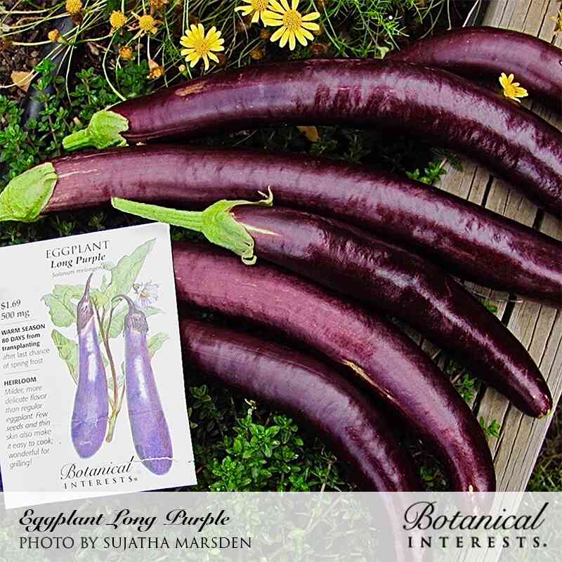 Several glossy, dark purple Long Purple eggplants laid out on a dark wooden surface with green leaves, yellow flowers, and a Botanical Interests seed packet, labeled 