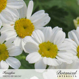 Close-up of white daisy-like Feverfew blooms with vibrant yellow centers on a leafy stem for Feverfew Seeds, labeled 