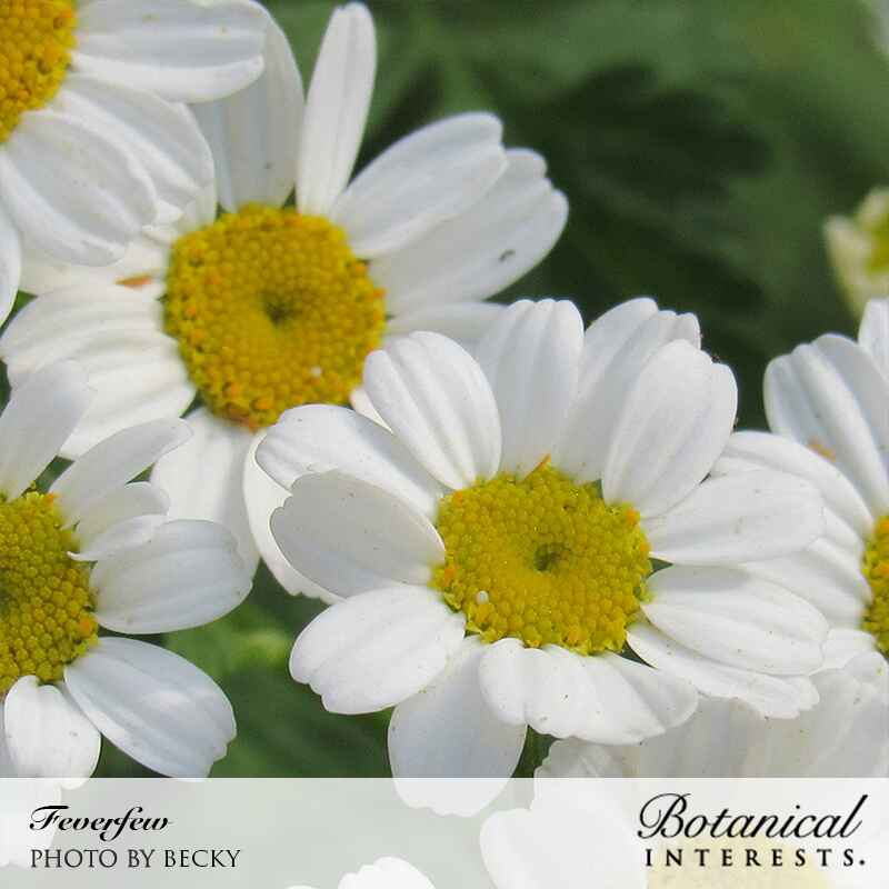 Close-up of white daisy-like Feverfew blooms with vibrant yellow centers on a leafy stem for Feverfew Seeds, labeled 